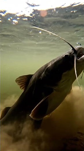🤯 GIANT Fish BITE! 🎣 Best Bait EVER?! 🏆 You Won't Believe THIS! #fishing #bigfish
