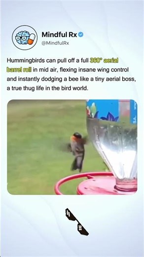 Hummingbird Goes Full Boss Mode