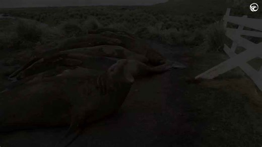 HEAR AN ELEPHANT SEAL BURP