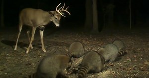 Aufgebrachter junger Hirsch kämpft mit Waschbären um Kontrolle über Körnerhaufen