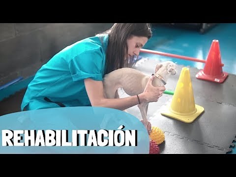 EJERCICIOS DE REHABILITACIÓN PARA PERROS - Medicina Veterinaria