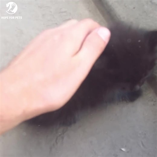 Baby kitten meow very loud on the street | Pets Life