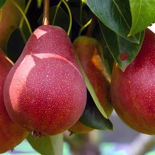 25 Red Clapp’s Favorite Pear Seeds, Heirloom Fruit Tree for Garden Planting - Etsy