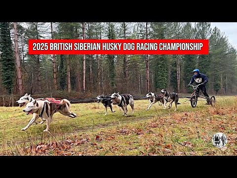 Ready, sled-y, go: British Siberian Husky Racing Championships