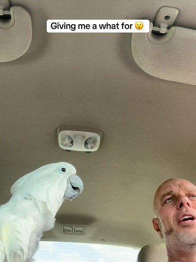 Sorry but me and Elvis arguing over who works i think i just go with it lol #cockatoolife #cockatoo #elviscockatoo #pensacolabeach #prince