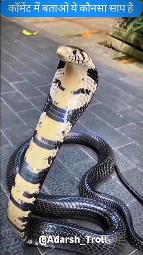 Snake transformation 💀