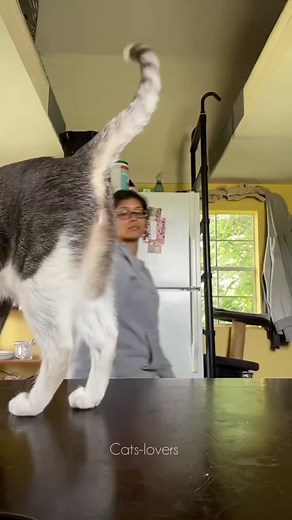 Cats Love Kissing: Heartwarming Moments with Feline Friends
