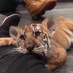 22K views · 1.5K reactions | Just an adorable tiger cub <3 | Adorable Kittens | Facebook