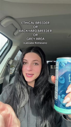 Ethical Breeding vs Backyard Breeding in Labradors
