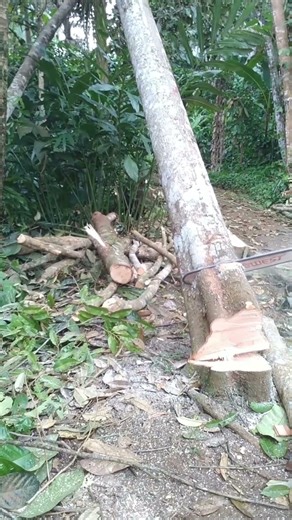 ​Techniques for Falling Trees to Avoid Getting Pinched#chainsaw #woodworking #logging