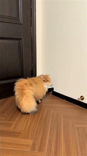 #yavrukedi #catlover #catlife