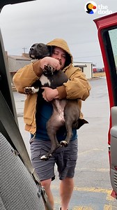 23M views · 928K reactions | This woman's husband finds an abandoned pittie in a parking lot... but they already have 13 dogs  | The Dodo | Facebook