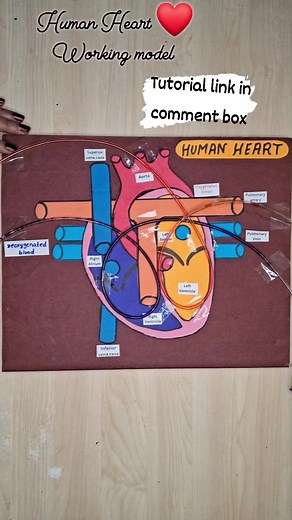 12K views · 43 reactions | Human Heart Working model https://youtu.be/CJXh @QiHCGsk #humanheart #workingmodel #heartmodel #schoolproject #reelsinstagram #trendingreels #kansalcreation #reelfacebook #viralvideos #FacebookPage #Facebookme #reels | Kansal Creation | Facebook