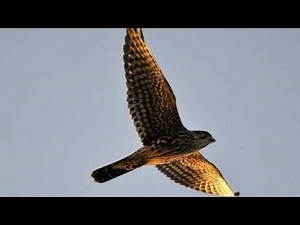 Merlin Bird Sound Video: Pigeon Hawk (Falco columbarius) Sounds Merlin Call Birds of Prey Sounds