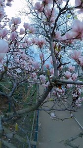 4.4K views · 211 reactions | spring flowers in Paris <3 | Gifs for You | Facebook