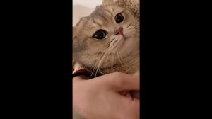 10K views · 2.1K reactions | 超萌金漸層話嘮貓咪治癒係叫聲合集 01｜meow__cash #猫咪 #cat #pets #meow #kitty #adorable #catsagram #catsoftiktok #catlife #kittens | Meow_Cash | Facebook