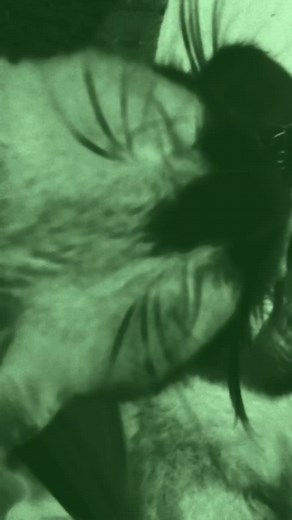 Os vídeos de Ozwald (@ozwaldcore) com Black panther siren song thingy - ✰𝖏𝖊𝖘𝖎𝖆𝖍✰