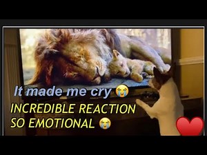 Adorable Puppy Reacts To The LionKing Dog / Dog watching TV/ Emotional Reaction To The Lion King 🥰
