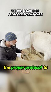 Delve into the world of goat care with this insightful exploration of maintaining proper protocols in managing health and hygiene. The process outlined highlights the critical steps involved in treating goats, emphasizing not just the actions taken, but the strict adherence to sanitization and effective treatment methods. By showcasing the meticulous approach to milking and sanitizing, viewers gain a deeper understanding of the importance of health standards in livestock management. Discover how