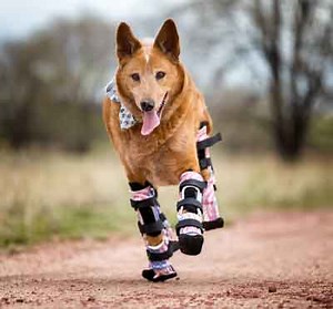 Naki’o, The Four Legged Prosthetic Dog!