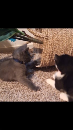 Two of the foster kittens are back until Christmas! Laissez les bon temps rouler! | Mark J. Sprinkle