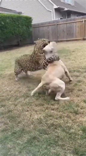 Leopard vs Dog Real Fight: Who Wins? 🐆🐕 #shorts
