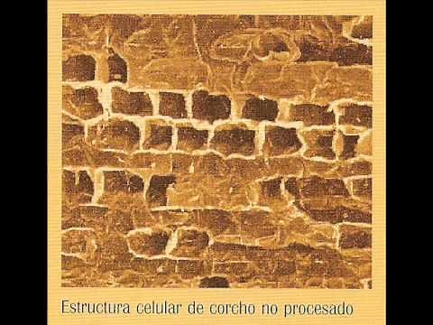 Morfología de la Célula de Corcho.wmv