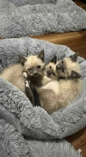 One garage kitten led them back to find the rest. ✨ 👉See how it unfolded https://onplusnews.net/p/view-8870?utm_source=loan&utm_medium=92&utm_campaign=facts #catrescue #kittenstory #rescuejourney #lovemeow #catfamily #animalrescue | NZ Feedy Animation
