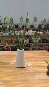 Sansevieria fernwood/bacularis leaf Cutting water propagation|Proven and tested| Mamalyn's Garden #sansevieria #leaf #cuttings #propagation #HomeGardening #gardening #plantingtips #homegardeningtips #plantmom #mamalynsgarden | Mamalyn's Garden