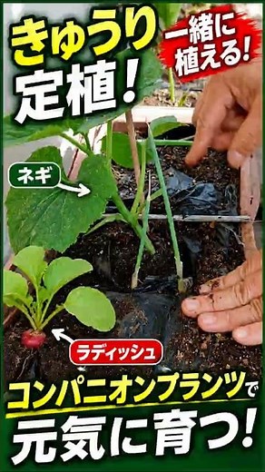 I didn't know this. Vegetables that go well and badly with cucumbers #homegardening #gardening