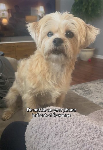 Roxanne the Dog Dislikes Phones