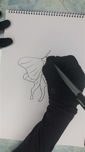 moth insect diagram #art #science #drawing # nesha crafts and explore # shorts