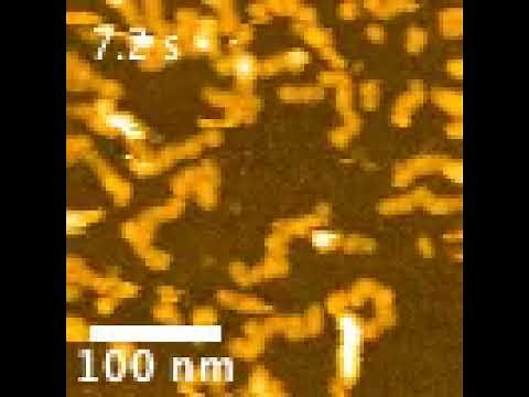 High-speed atomic force microscopy reveals processes relevant to Alzheimer's disease