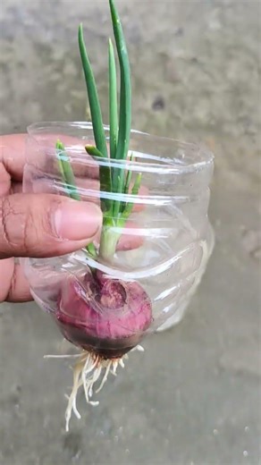 Hydroponic onion plant growing in our home