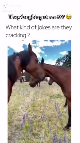 There just horsing around #horse #laugh #funny #meme | Horse Laugh