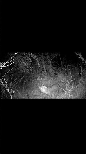 Lone Wolf Roams at Night – Rare Footage from a Trail Camera