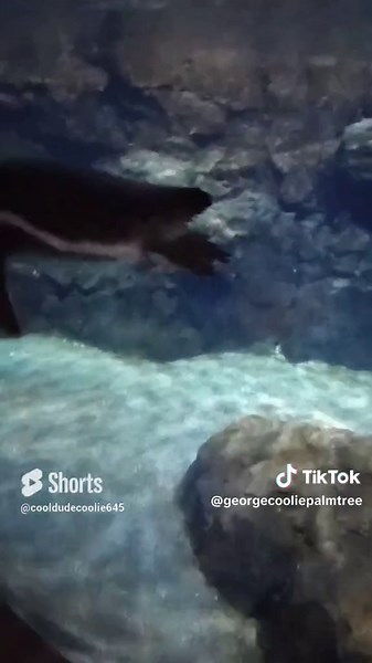 Farting penguin of the Houston zoo #zoo#houstontx