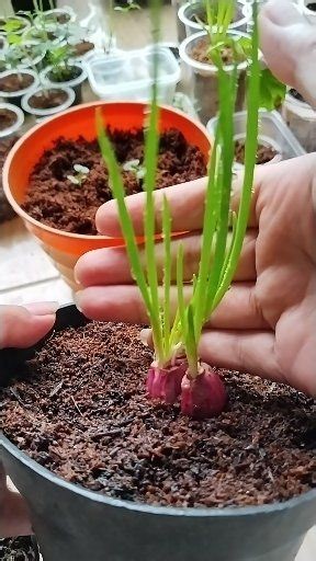 Growing Shallots in Pots at Home 🌱🧅 Simple steps, small space, big harvest. Perfect for beginners and urban gardening! #gardening #homegardening #containergardening #urbangardening #growyourownfood #vegetablegardening #kitchengarden #shallots #growingshallots | Nia