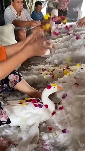 birds feather clean #shortvideo #shorts #shotsfeed