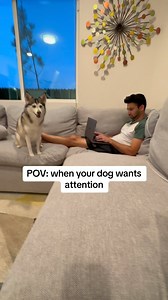 POV: When your dog wants attention 😂😂😂 #dogs #funnydog #attention | Sapphie_the_pomsky