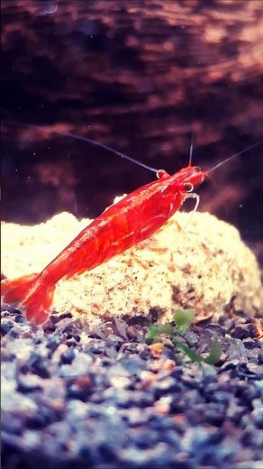Extreme Close Up 🦐 Super Red Neocaridina Shrimp