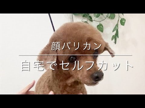 【トリミング 顔カット】「顔バリカン、自宅でセルフカット」poodle トイプードル