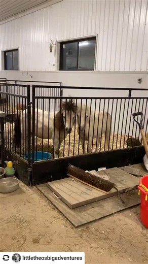 @littletheosbigadventures Right before bedtime at 10pm… do you like our bed head hair? Have I mentioned how much I love my momma Sophie ?! She never got to keep any babies past 4 months old before 梁. I can’t wait to celebrate my first birthday at the end of the month with her! She’s stuck with me forever (and she loves it). | Pittsburgh Lesbian Correspondents | Facebook