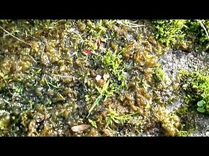 Nostoc - That Odd Brown 'Seaweed' on Tarmac or Concrete