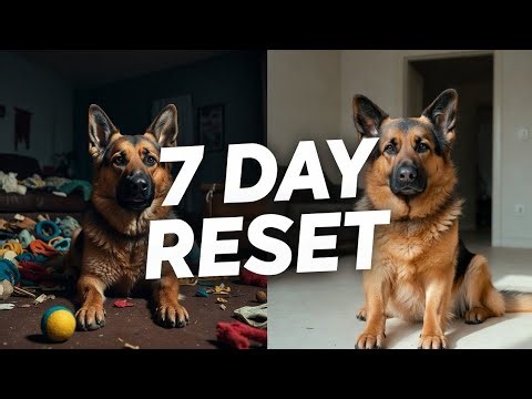 Stop Bad Behavior in Your German Shepherd With This 7-Day Reset Plan