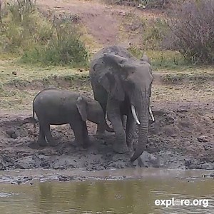 27K views · 2.8K reactions | More elephant families at explore.org/africa | explore.org | Facebook