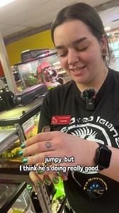 Gotta love the awesome colors and patterns on Gargoyle Geckos, and this one's no different! 🤩 Autumn's here to introduce you to this very adorable and energetic Gargoyle Gecko we have right now and tell you a little bit about his species. If you're looking to get a more unique handleable gecko, these guys are perfect! #creaturefeature #takemehome #lizard #love | The Tye-Dyed Iguana