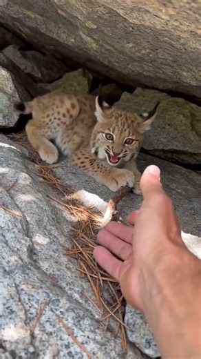 What Happens When You Touch a Lynx Kitten’s Toy?