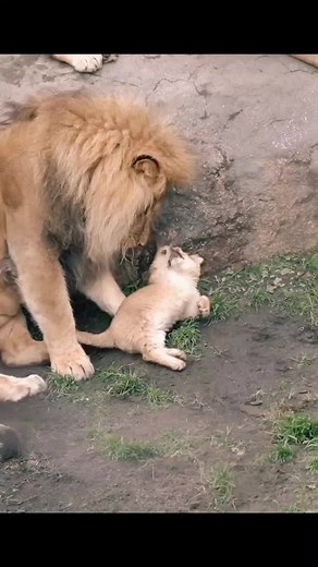 Adorable Lion Cubs Playing in the Wild