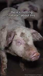 a lot of ppl justify eating meat, eggs, and dairy because they think it’s “natural” 🙄 here’s the truth: there’s NOTHING “natural” about breeding billions of genetically manipulated individuals into existence, forcing them to live in dark, cramped, filthy environments, and violently and systematically killing them at a small fraction of their lifespan! humans can not only survive—but totally ✨thrive✨—on a vegan diet, so there’s no reason to make animals suffer for your meals. | peta2